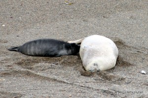 Cucciolo di elefante marino allattato dalla madre.