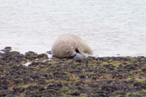 Un maschio e una femmina di elefante Marino