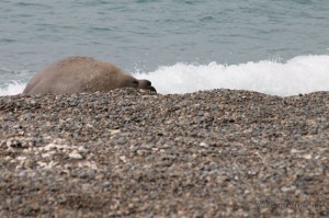 Maschio di elefante marino che si riposa sulla spiaggia