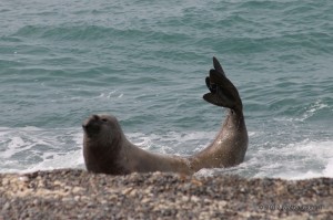 Maschio di elefante marino che esce dall'acqua