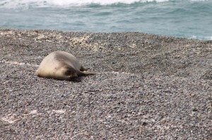 Un maschio di elefante marino che riposa al sole