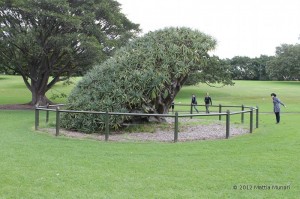 Danni al giardino botanico