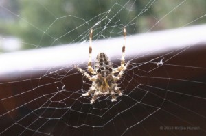 Ragno Crociato al centro della tela