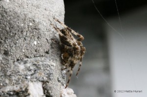 Ragno Crociato in allerta, visto lateralmente