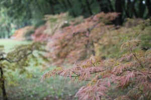 Acer Japonica