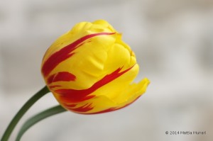 Tulipano giallo rosso