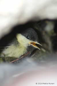 Cincia - Parus Major (pulcino)