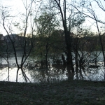 Alberi sott'acqua al parco Lambro