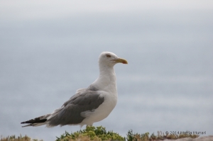 Gabbiano sull'oceano