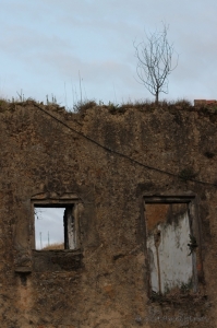 Un albero cresce su un muro diroccato