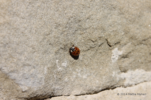 Coccinella