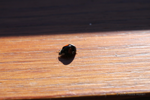 Coccinella bipunctata nera