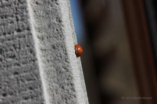 Coccinella bipunctata posteriore