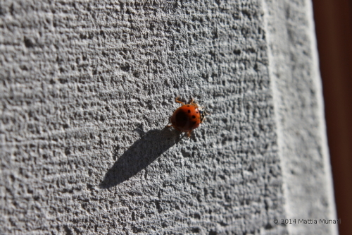 Coccinella decemocto punctata