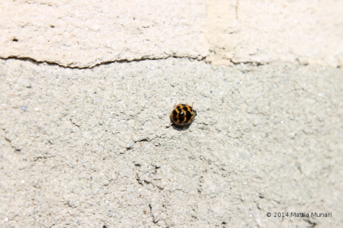 Coccinella octadecem punctata gialla