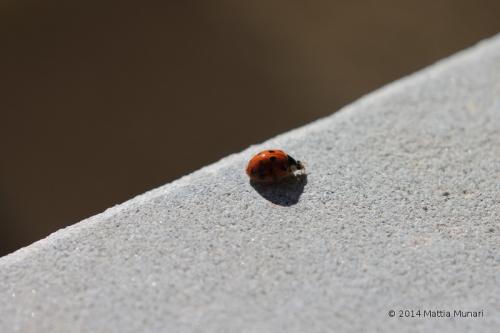 Coccinella sedecim punctata