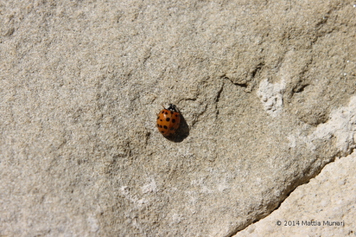 Coccinella Undeviginti Punctata